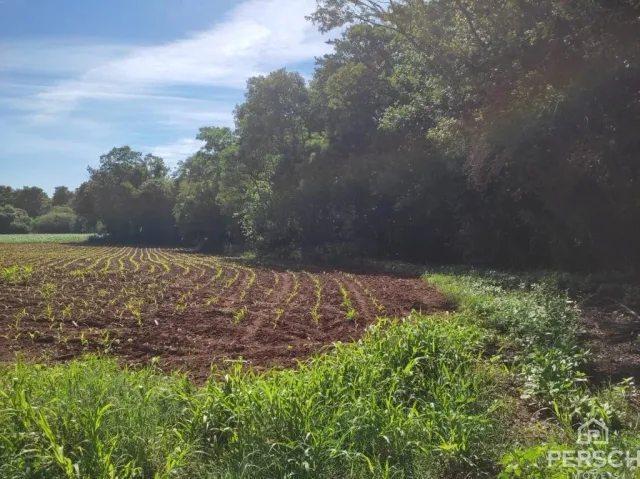 Vista de um campo aberto com vegetação verde no primeiro plano e árvores densas ao fundo.