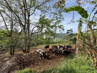 Paisagem rural com gado pastando em uma área de terra no interior do Brasil.