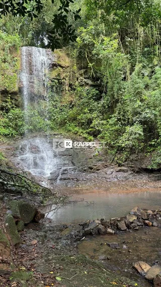 Vista de uma cachoeira em meio à vegetação densa.