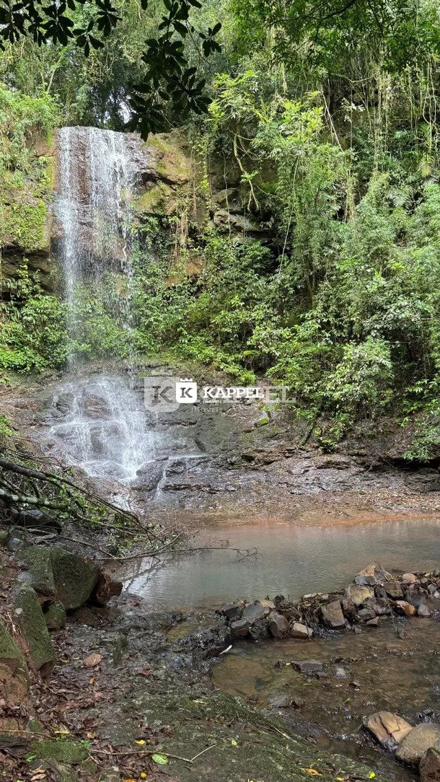 Vista de uma cachoeira em meio à vegetação densa.