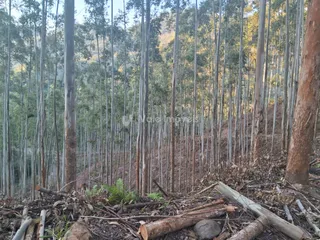Área rural, foto 12