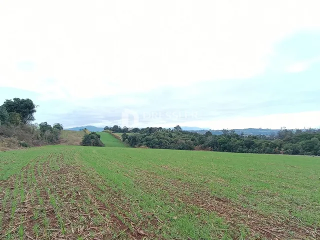 Vista de um campo verde com vegetação ao fundo.