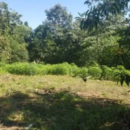 Terreno, foto 3