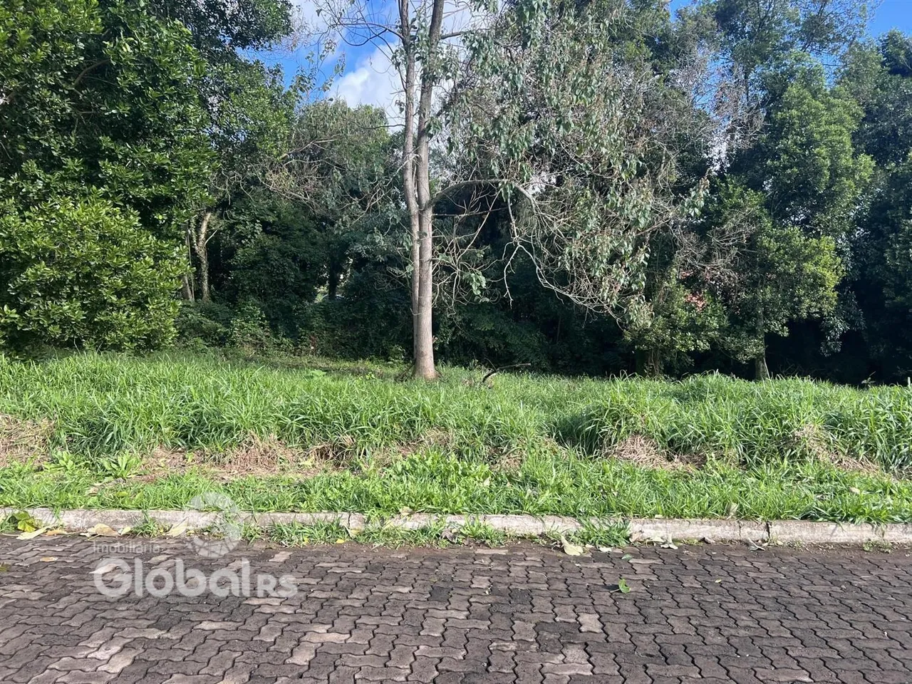 Vista de campo com vegetação densa e estrada no primeiro plano.