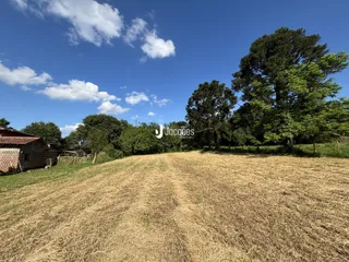 Campo de grama seca com árvores ao fundo sob um céu azul.