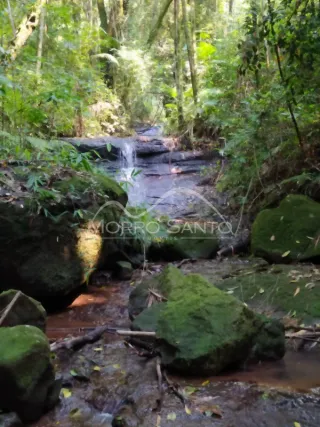 Vista de um riacho com vegetação densa em uma área natural.