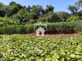 Vista externa de uma propriedade com vegetação densa no primeiro plano.