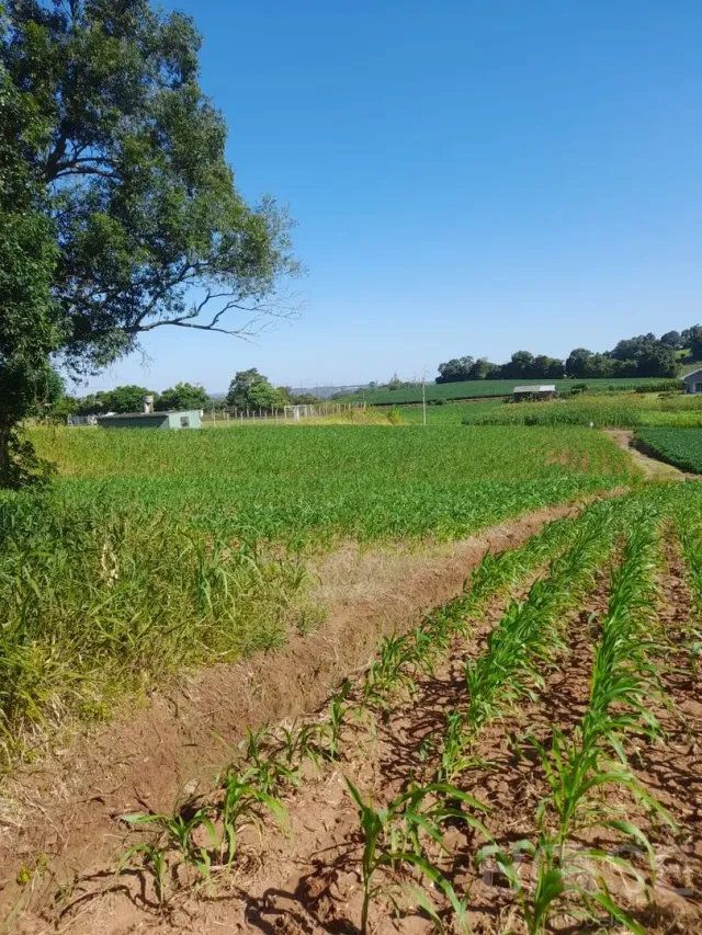 Terreno, foto 3