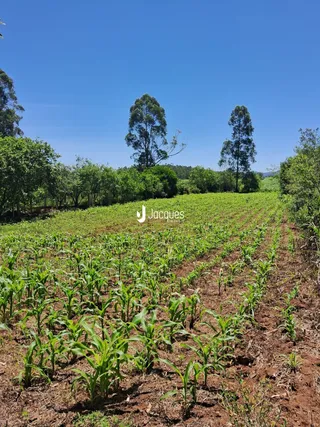 Campo de cultivo com plantas verdes em uma paisagem rural.