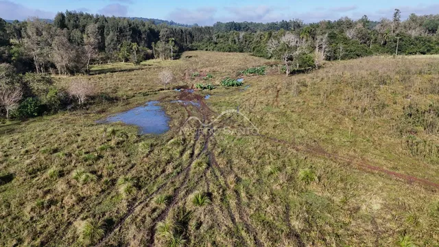 Vista aérea de uma área de campo gramado com vegetação densa ao fundo.