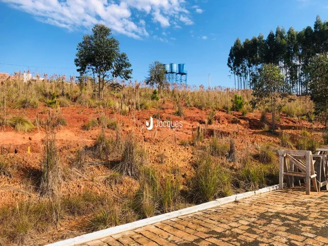 Paisagem de vegetação seca e árvores no campo.