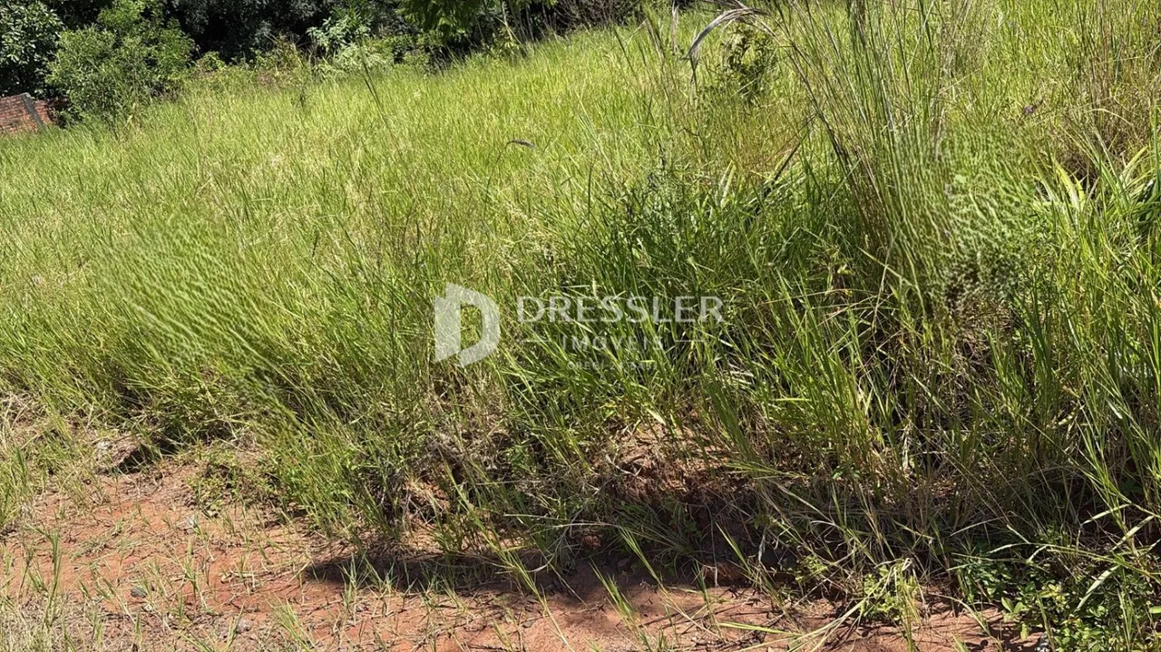 Paisagem de vegetação alta e grama em uma área externa.
