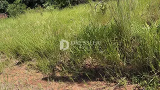 Paisagem de vegetação alta e grama em uma área externa.