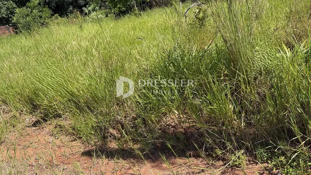 Paisagem de vegetação alta e grama em uma área externa.