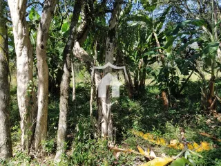 Paisagem de mata densa com árvores grandes em uma área de Lajeado.