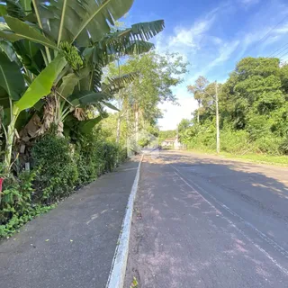 Vista da rua com vegetação densa ao lado da propriedade.