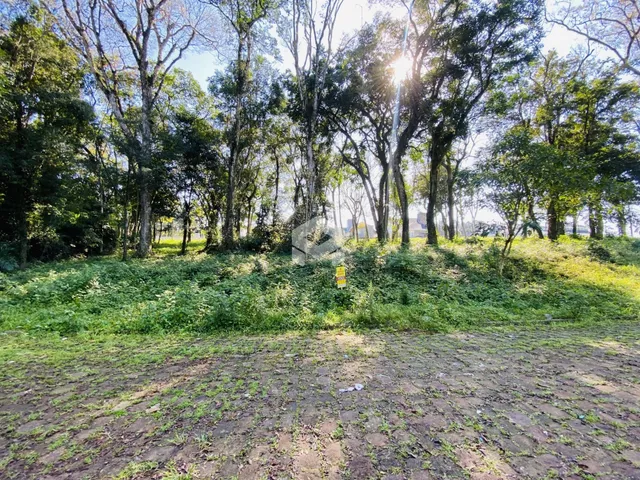 Vista de uma área de terreno com vegetação densa e árvores.