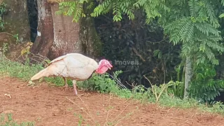 Área rural com 3 dormitórios, foto 29