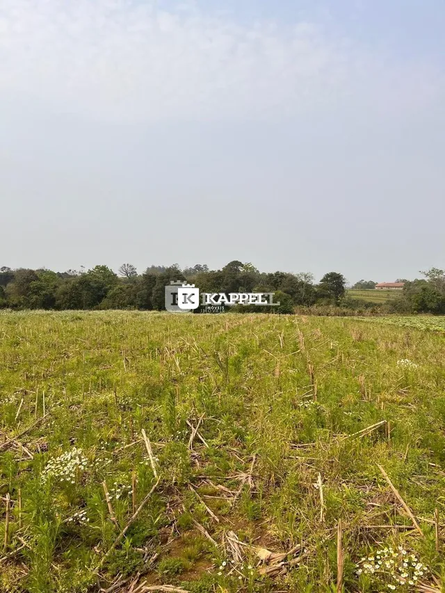 Campo aberto com grama alta e flores silvestres em Lajeado.