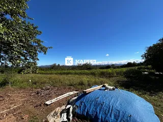 Uma paisagem aberta com vegetação densa e céu azul claro é visível no campo.