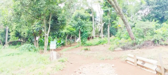 Vista externa de uma área com vegetação densa e caminho de terra em uma propriedade em Lajeado.