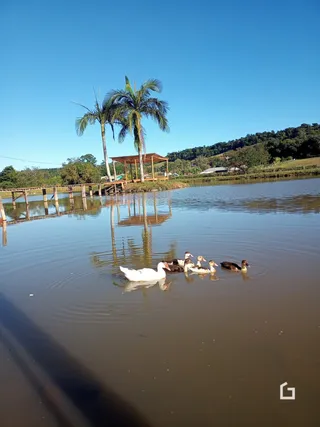 Vista de água com aves em um ambiente rural.
