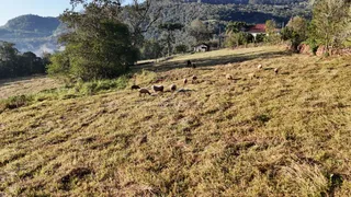 Campo de pastagem com ovelhas em uma paisagem rural.