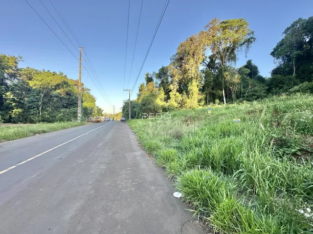 Vista de uma estrada rural com vegetação densa ao longo de uma estrada.