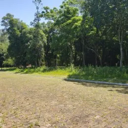 Vista de um terreno com vegetação densa ao ar livre.