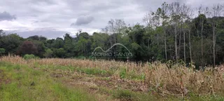 Paisagem de campo com vegetação seca em primeiro plano e mata densa ao fundo.
