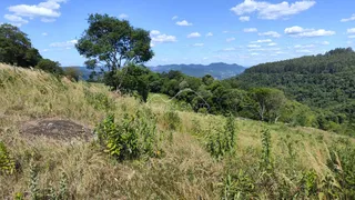 Vista de uma colina com vegetação densa e árvores ao fundo.