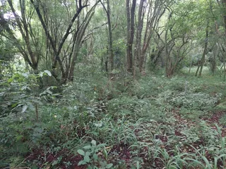 Área rural, foto 7