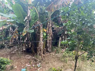 Vista externa de vegetação densa e seca em uma área rural.