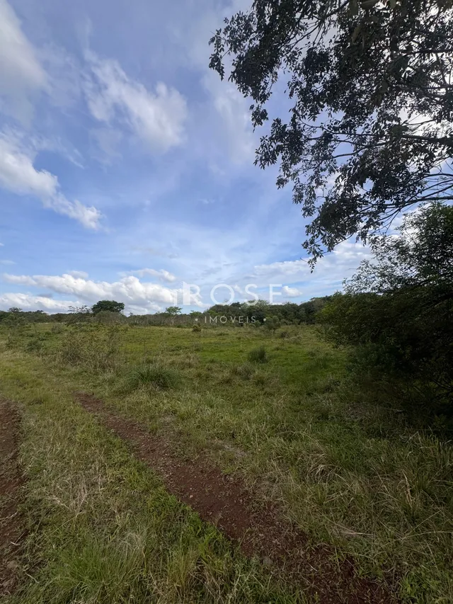 Paisagem de campo com vegetação alta e caminho de terra.