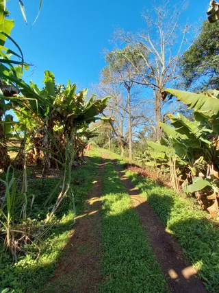 Caminho de terra atravessa vegetação exuberante ao ar livre.