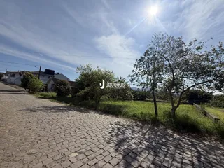 Vista da rua pavimentada com vegetação ao fundo.