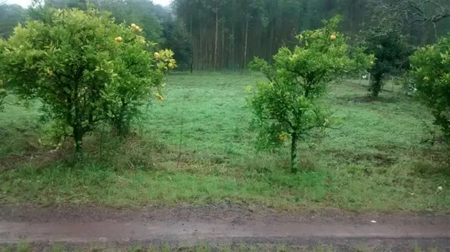 Terreno, foto 3