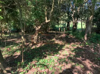 Área rural com 1 dormitório, foto 8