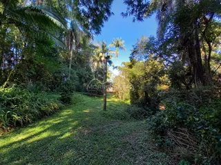 Vista de um jardim exuberante com vegetação densa e palmeiras.