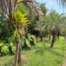 Jardim verde com palmeiras em uma área externa.