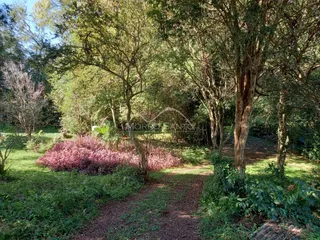 Caminho de terra atravessa vegetação densa em uma área externa.