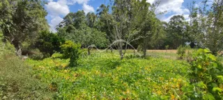 Vista externa de uma área verde com vegetação densa em Lajeado, Brasil.