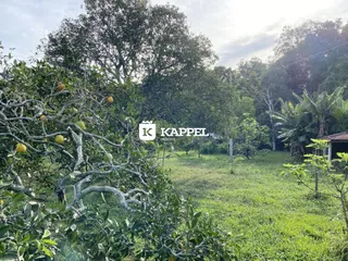 Vista externa de um terreno com vegetação densa e gramado verde.