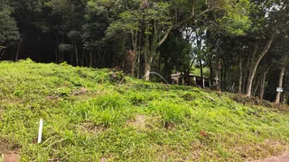 Vista de uma encosta verde coberta por vegetação densa.