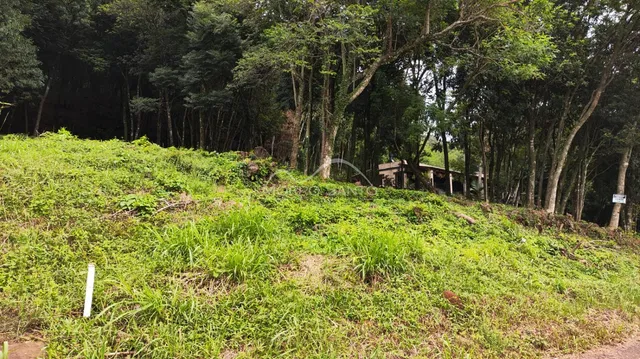Vista de uma encosta verde coberta por vegetação densa.