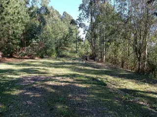 Área rural com 4 dormitórios, foto 15