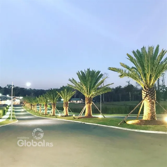 Vista da paisagem com palmeiras ao longo de uma estrada pavimentada.