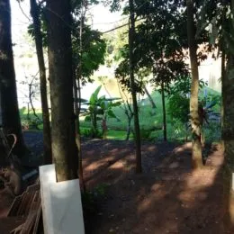 Foto de árvores e vegetação densa no exterior da propriedade.