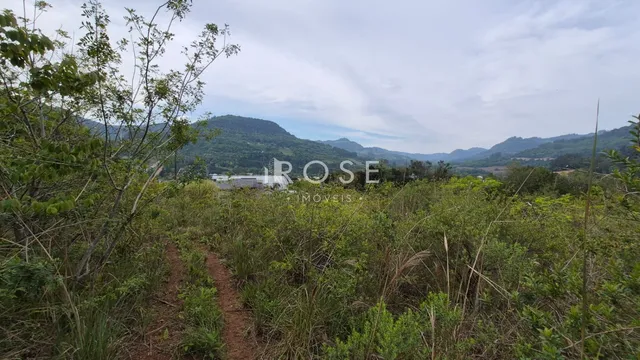 Vista de vegetação densa com trilha no meio da paisagem.