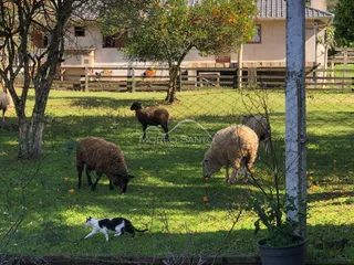 Foto da fachada de uma residência em Lajeado, Brasil, mostrando um campo gramado com ovelhas.